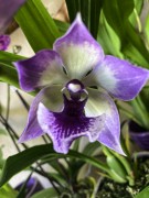 Orchid Envy