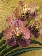 Orchid Envy