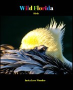Wild Florida Birds by Ineta Love Wonder