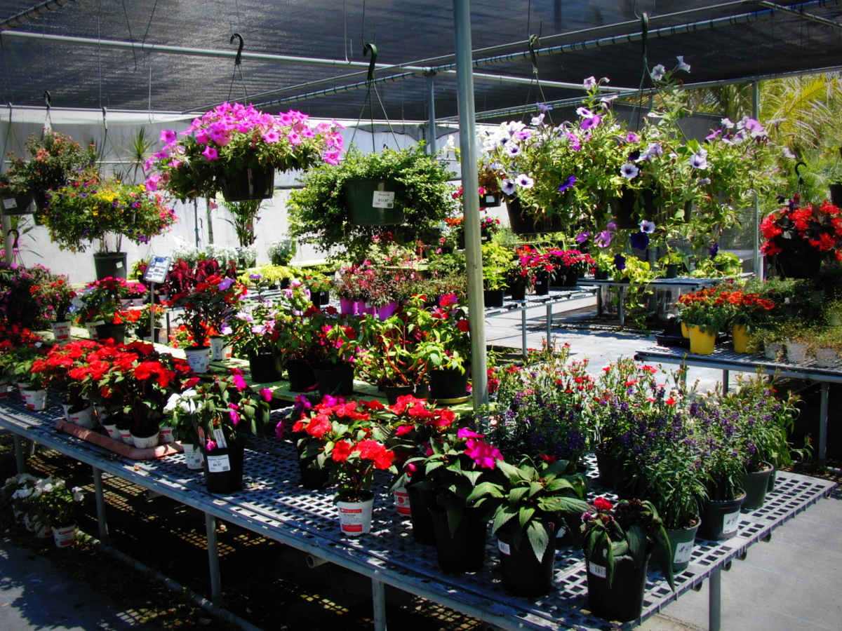 Plant Place Must See Sarasota